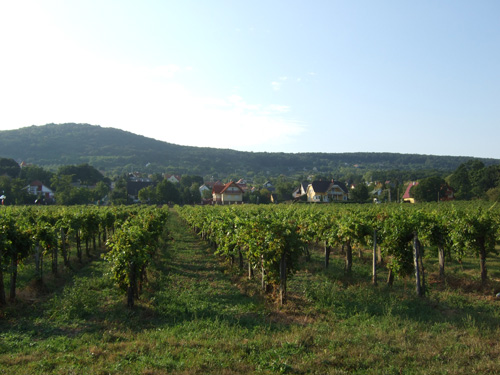 An den Hängen auf der Nordseite des Balaton wird Wein angebaut